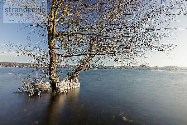 Two trees standing in the water of a lake  surrounded by ice  under a clear blue sky  Niederzell  Reichenau  Lake Constance  Baden-Württemberg  Germany  Europe