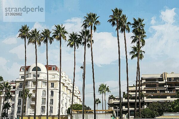 Idyllic view on tall Palms on Croisette embankment in Cannes. Sunny day on the French riviera (cote d'Azur) . Modern penthouse building behind