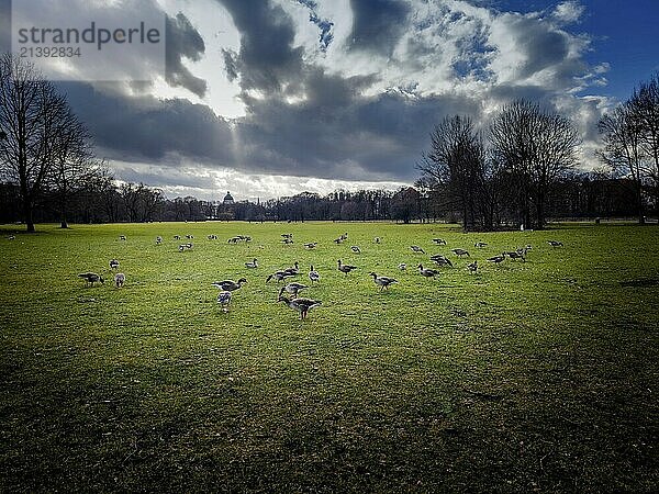 Greylag geese (Anser anser) in the English Garden  Munich  Bavaria  Germany  Europe