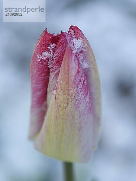 Close-up of a pink tulip bud with snowflakes  weseke  westphalia  germany