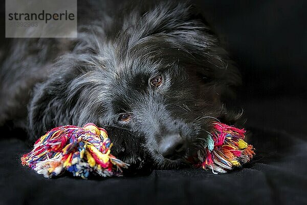 Black dog puppy lying down and chewing knot rope bone toy  close-up portrait on black background