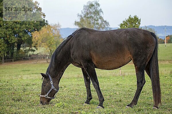 Horse on pasture and autumnal landscape in the background