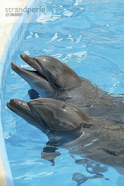 Two dolphins in pool with blue water