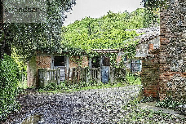 Overgrown old backyard with shed