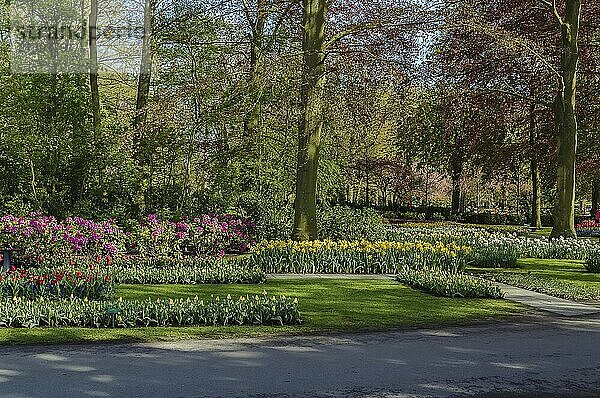 View of flowerbed in Keukenhof garden