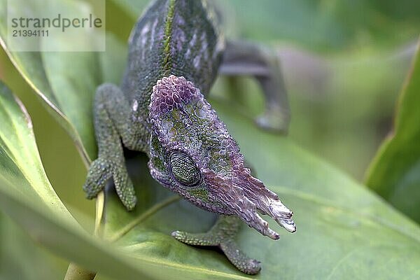 Chameleon Fischer walking on leaves