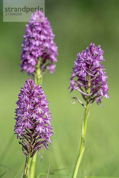 Pyramidal orchid in a meadow in spring. Alsace  France  Europe