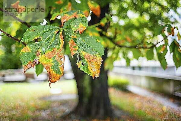 Autumn leaves  autumn coloured leaf from a chestnut tree  Leoben  Styria  Austria  Europe