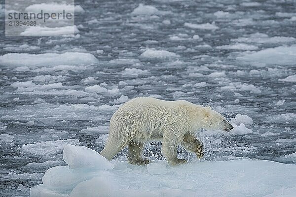 Polar bear (Ursus maritimus) on the pack ice at 82 degrees north shaking water from its fur  Svalbard Island  Svalbard archipelago  Svalbard and Jan Mayen  Norway  Europe