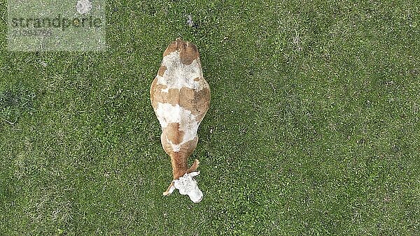 A lone cow grazing in a field  viewed from above against green grass. Posof  Ardahan  TURKEY