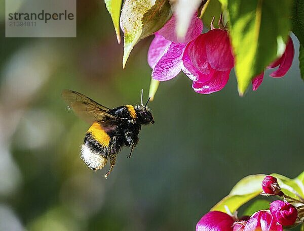 Macro of a bumblebee flying to a pink apple blossom