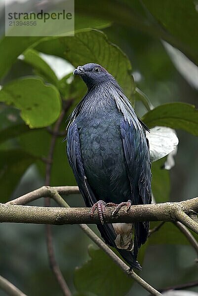 Close up photo of a nicobar pigeon