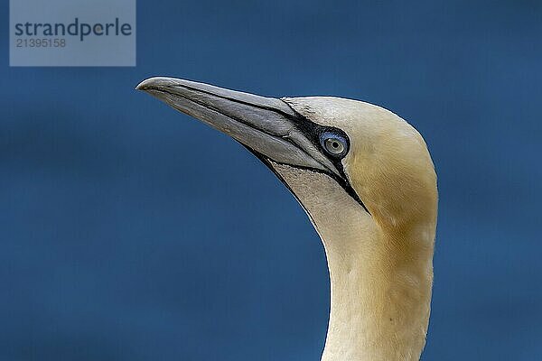 Portrait of a seabird Gannet (Morus bassanus) on guillemot cliffs with the blue sea in the background  Heligoland  North Sea  Pinneberg district  Schleswig-Holstein  Germany  Europe