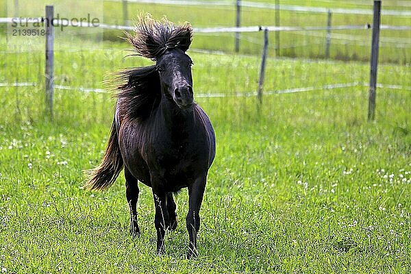 Beautiful dark bay horse in motion on green grassland at summer