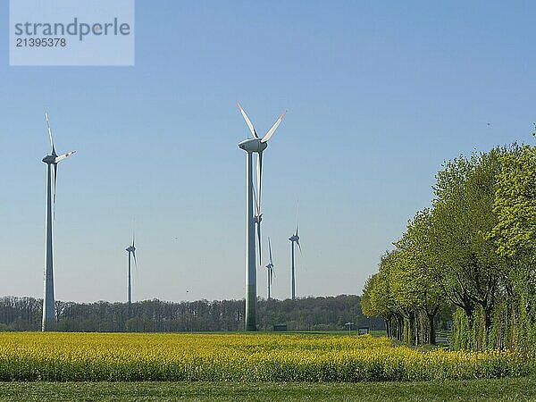 A wide rapeseed field with wind turbines and trees under a blue sky  stadtlohn  münsterland  germany