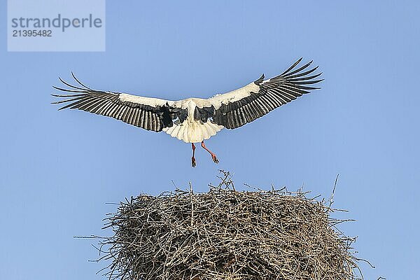 White stork in courtship period in early spring  France  Alsace  Europe