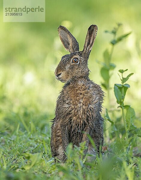 European hare (Lepus europaeus) with wet fur sitting in a field  wildlife  Thuringia  Germany  Europe