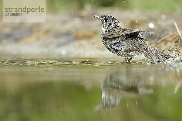 Male blackcap taking a bath. Male Blackcap taking a bath