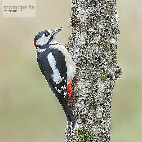 Great spotted woodpecker (Dendrocopus major) male on a birch tree  wildlife  woodpeckers  nature photography  Neunkirchen  autumn  Siegerland  North Rhine-Westphalia  Germany  Europe