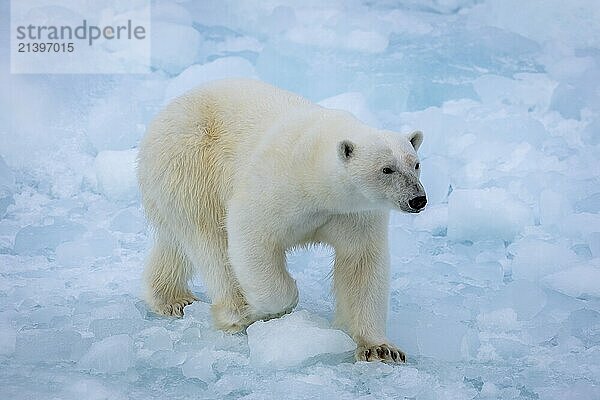 Polar bear (Ursus maritimus) on the pack ice at 82 degrees north  Spitsbergen Island  Svalbard and Jan Mayen archipelago  Norway  Europe