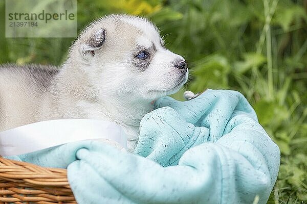 Cute Siberian husky puppy with blue eyes in the basket