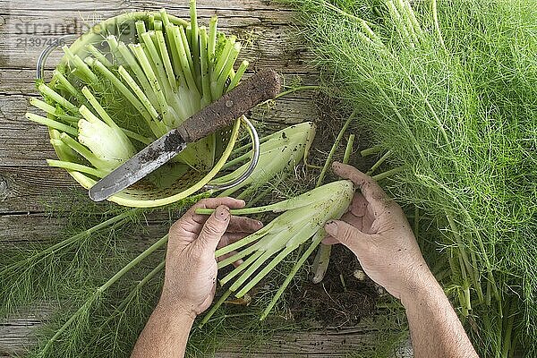 Cleaned and fennel just picked from the garden