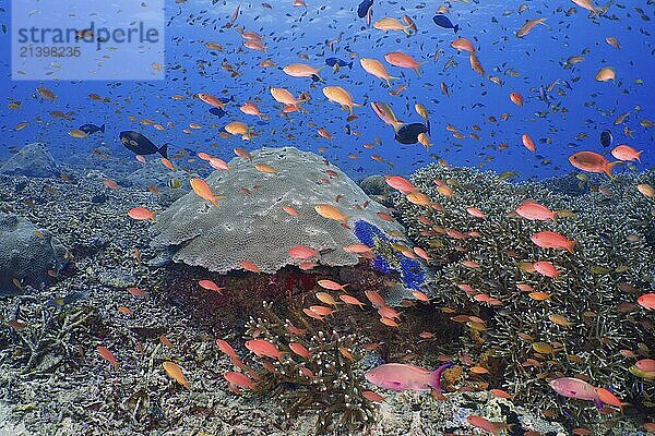 Lively underwater school of jewelled bannerfish (Pseudanthias squamipinnis) in front of a large coral reef in the sea  dive site SD  Nusa Ceningan  Nusa Penida  Bali  Indonesia  Asia