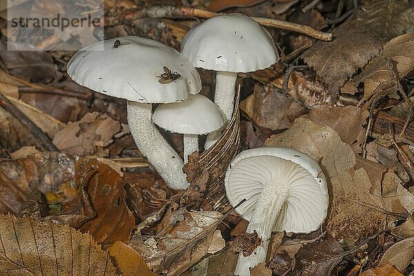 Ivory snails (Hygrophorus eburneus) in deciduous forest on autumnal leaf soil with small flies  Baden-Württemberg  Germany  Europe