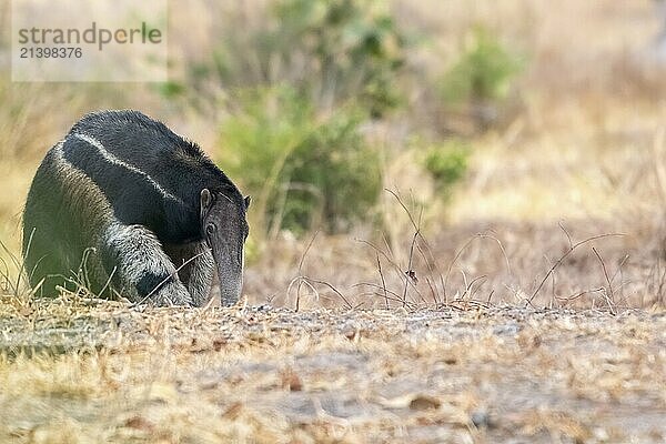 Giant anteater (Myrmecophaga tridactyla)  at dusk  in front of sunrise  Pantanal  inland  wetland  UNESCO Biosphere Reserve  World Heritage Site  wetland  Mato Grosso  Brazil  South America