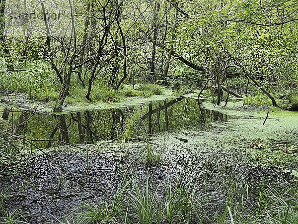 Swamp landscape in the forest  North Rhine-Westphalia  Germany  Europe