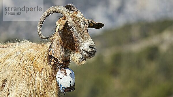 Brown goat with horns  relaxed in mountainous landscape  goat (s)  free-range  central north of the island  mountains  Karpathos  Dodecanese  Greek Islands  Greece  Europe