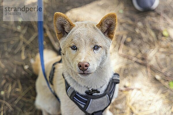 Curious red Shiba Inu puppy is seen up close from above sitting outdoors against a blurry woodland floor with copy space to both sides