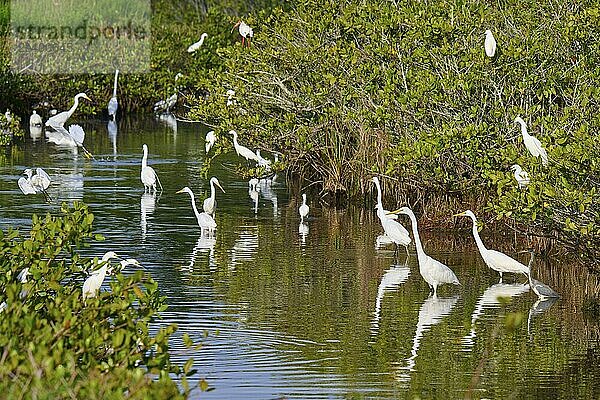 Great Egret (Egretta alba)  group standing in a calm body of water surrounded by green vegetation  Black Point Wildlife Drive  Titusville  Florida  USA  North America