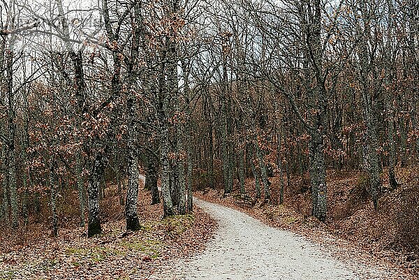 Path through autumnal park in a cloudy morning during fall. Sierra del Rincon in Madrid