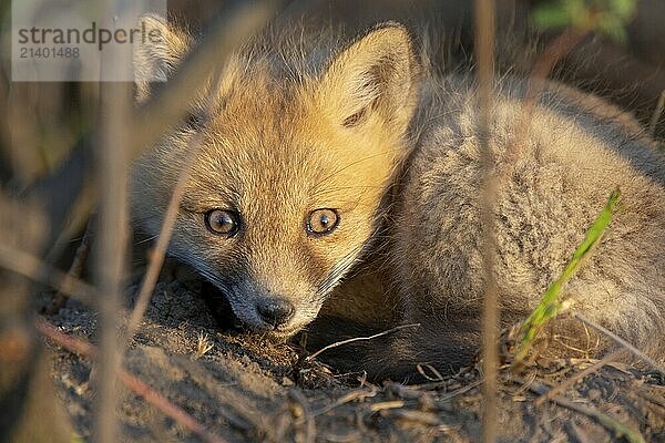 Fox Kits Near Den in Prairie Saskatchewan Canada