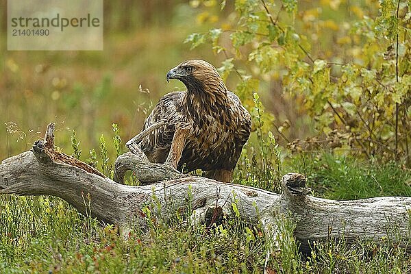 Golden eagle (Aquila chrysaetos)  front view  view to the side  behind tree stump  autumn mood  Northern Finland  Finland  Europe