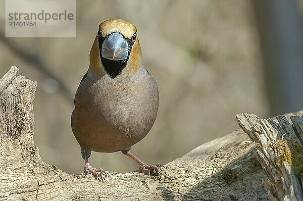 Hawfinch (Coccothraustes coccothraustes) resting on a branch in the forest in winter. Alsace  France  Europe