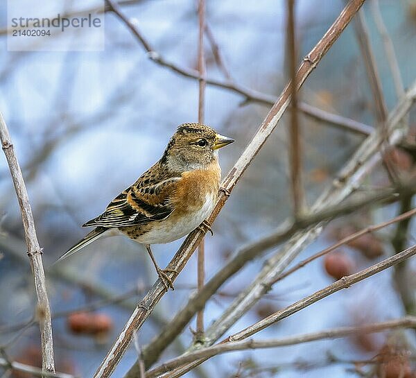 Closeup of a brambling bird sitting on a tree