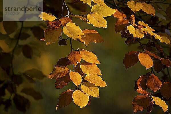 Autumn coloured beech leaves against the light  Rosensteinpark  Stuttgart  Baden-Württemberg  Germany  Europe