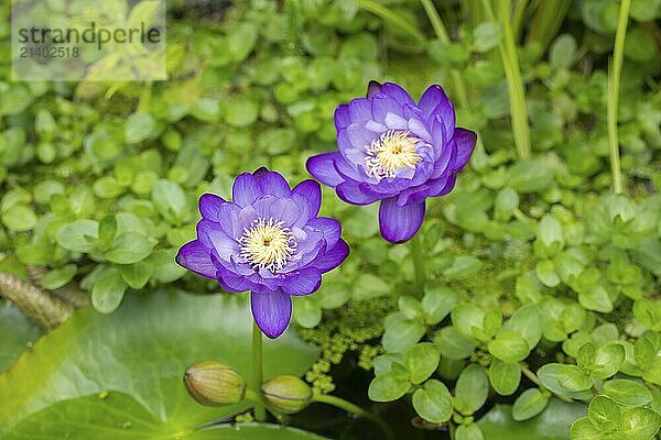 Blue-purple coloured tropical water lilies in a garden pond  Gigantea Dark Purple  water lily  Baden-Württemberg  Germany  Europe