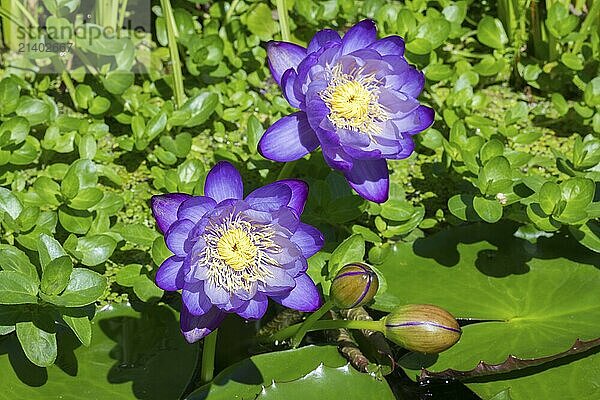 Blue-purple coloured tropical water lilies in a garden pond  Gigantea Dark Purple  water lily  Baden-Württemberg  Germany  Europe