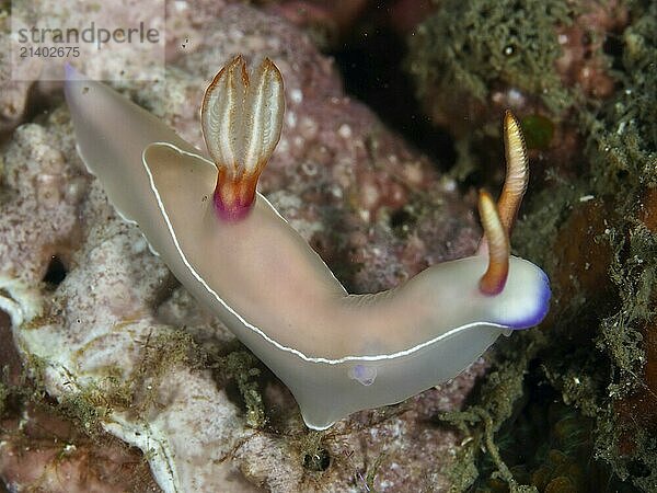 White nudibranch with purple rim  Bullock's starfish (Hypselodoris bullockii) . Dive site Prapat  Penyapangan  Bali  Indonesia  Asia