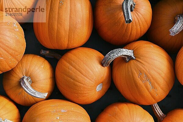 Top view of orange 'Baby Bear' pumpkins for sale at market