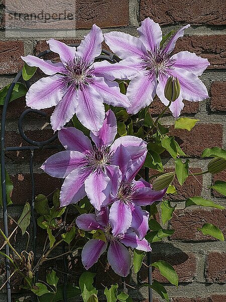 Climbing plant with purple flowers on a brick wall  borken  münsterland  germany