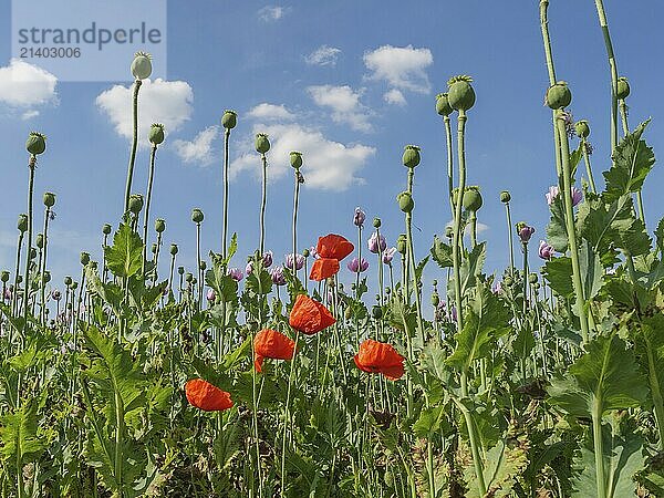 View from below of red and pink poppies against a sunny sky  bocholt  westphalia  germany