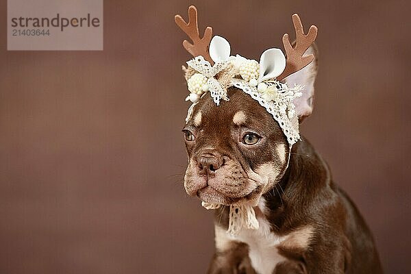 Mocca Orange Tan colored French Bulldog puppy with Christmas reindeer antlers in front of brown background