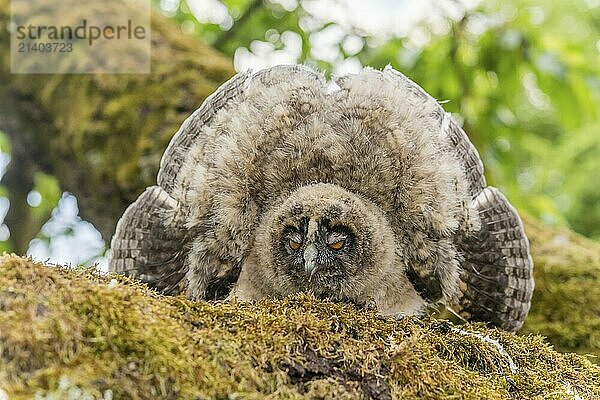 Long-eared Owl (Asio otus) chick spreading its wings to intimidate perched on a branch in an orchard. Alsace  France  Europe