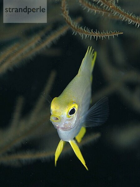 Small fish with yellow head  Golden damselfish (Amblyglyphidodon aureus) juvenile  looking attentively into the camera in front of corals  dive site Spice Reef  Penyapangan  Bali  Indonesia  Asia