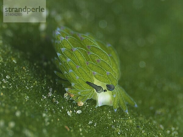 A small  green sea creature  leaf sheep snail (Costasiella kuroshimae)  on an algae (Avrainvillea lacerata)  The snail is also called Shaun the sheep. Sea snail with kleptoplastids. The chloroplasts taken up by the green alga Avrainvillea lacerata and stored in its own body are clearly visible. Body length approx. 3 mm. Dive site Puri Jati  Umeanyar  Bali  Indonesia  Asia