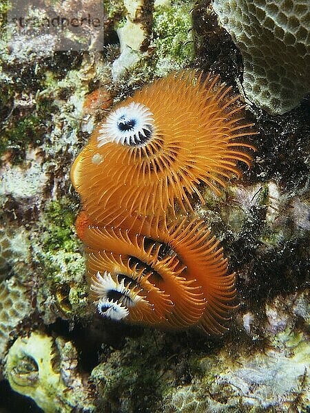 Orange spiral worms  Indo-Pacific Christmas tree worm (Spirobranchus corniculatus)  on a coral reef  surrounded by natural sea colours  dive site Pidada  Penyapangan  Bali  Indonesia  Asia